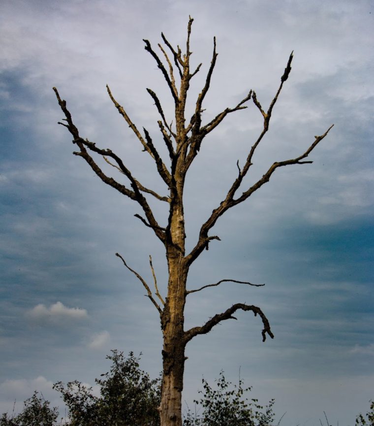 A single dead tree against a gray sky