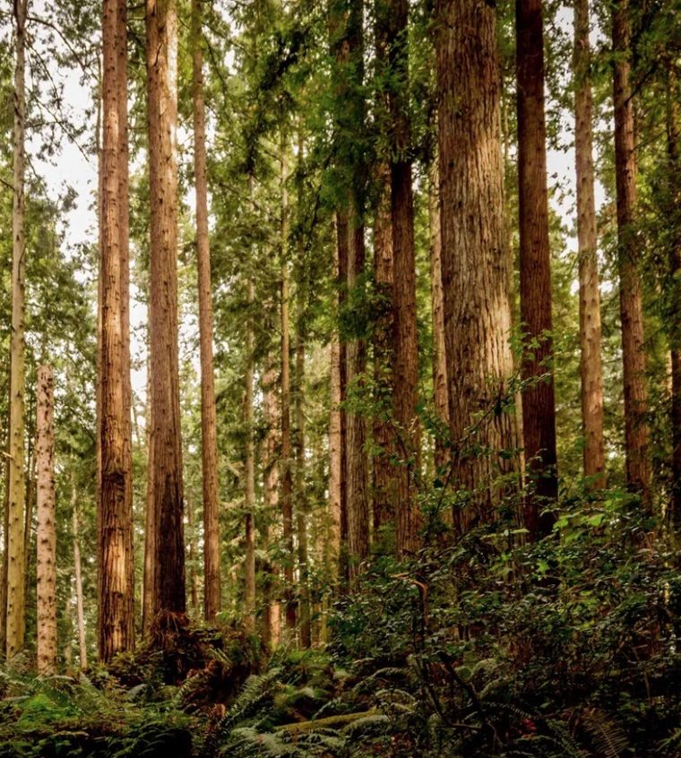A dense redwood forest